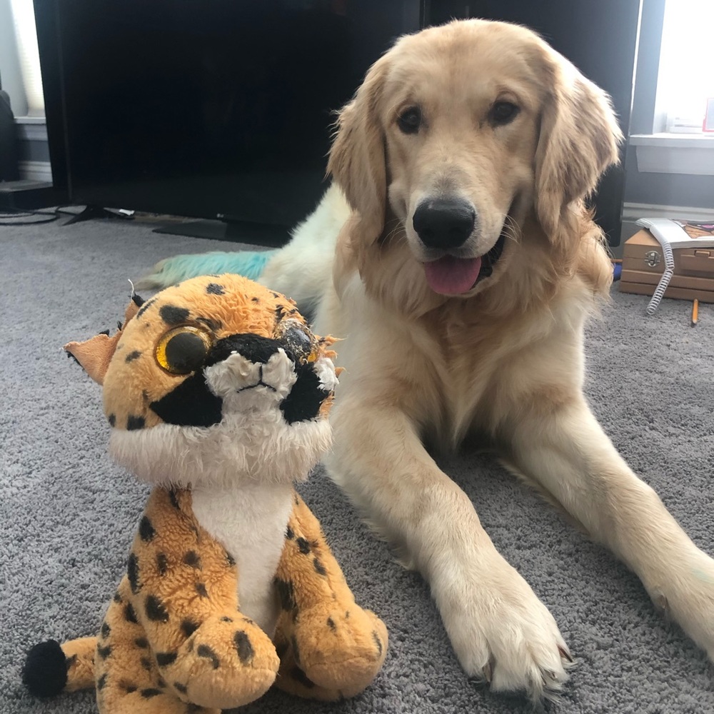 Meet your Posher, Bella